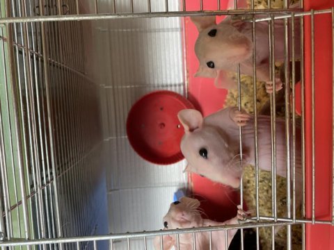 Naked rattus