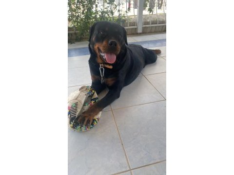 Rottweiler