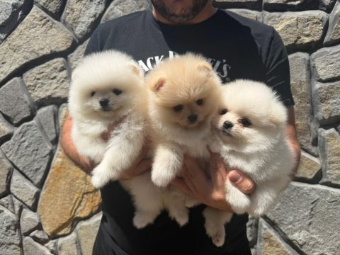 Ankaranın tek pet danışmanlığı 