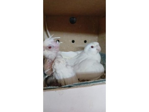 1 yaş erkek albino 1 yavru albino sultan papağanı