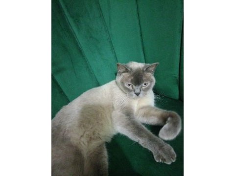 British shorthair blue point