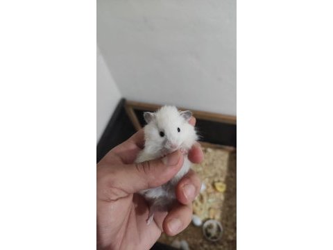 Yavru-büyük hamster