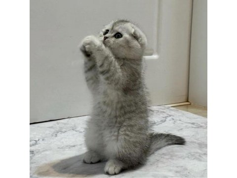 Saf kan silver scottish fold