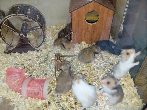 Yavru hamsterlar