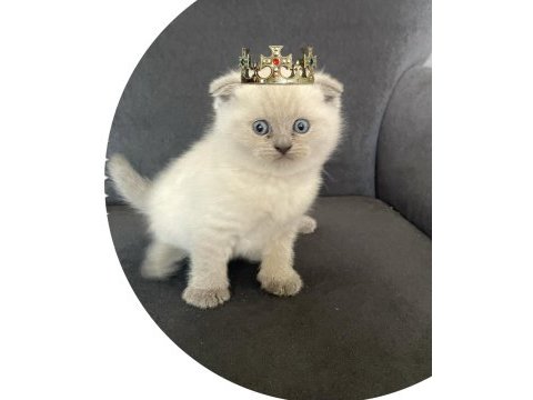 Orjinal sağlıklı garantili scottish fold yavrular