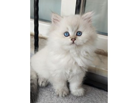 Boncuk gözlü bebek kediler