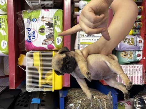 Zeki tatlı pug yavrularımız