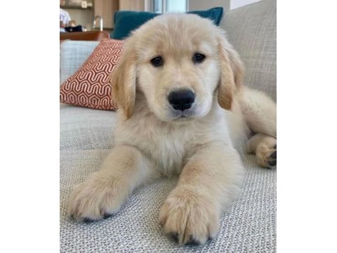Evinizin neşesi doberman her yere kapıda öde