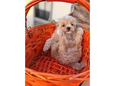 Erkek 0 numara maltipoo yavrumuz