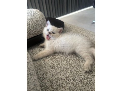 Blue point erkek yavru british shorthair