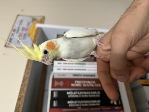 5 aylık yavru sultan papağanı