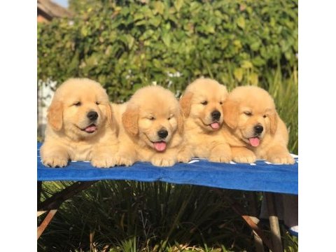 Golden retriever yavrularımız