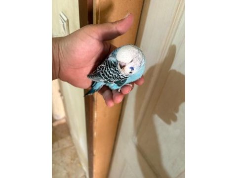 30 günlük kusursuz 3 jumbo erkek bebek muhabbet