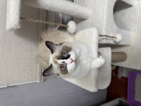 4 erkek saf yavru ragdoll