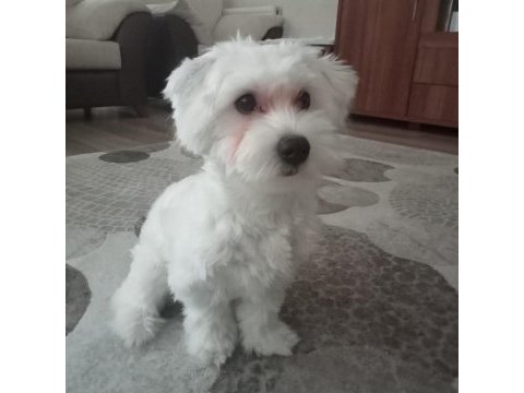 Maltese terrier 8 aylık