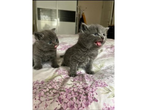 British shorthair bebekler