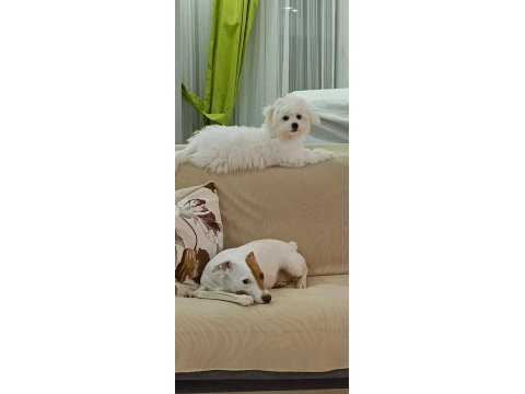 8 aylık orjinal dişi maltese terrier