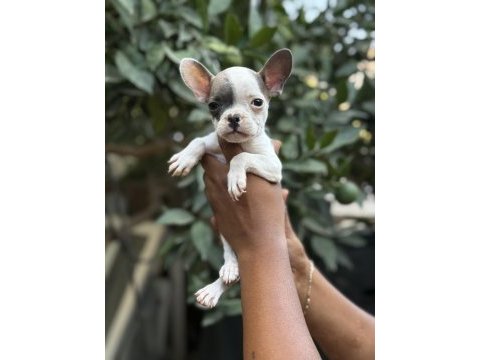 A kalite erkek dişi french bulldog yavrular