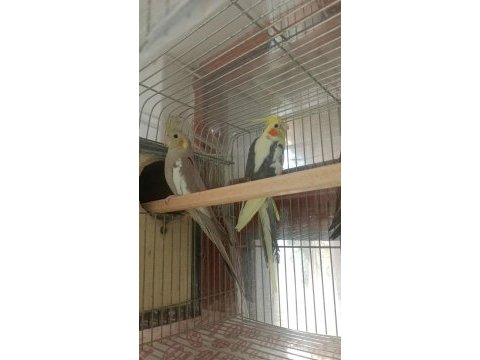 Sultan papağanı yavru ve damızlıklar