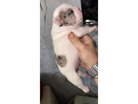 Fransız bulldog