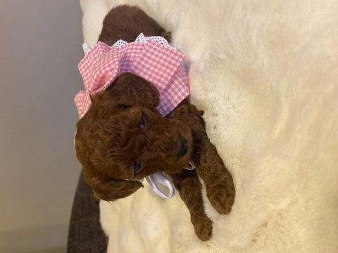 Minik kurabiyeler kore baba - kore kan anne poodle yavruları