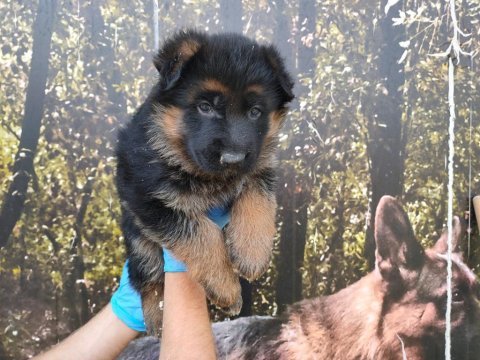 Alman çoban köpeği yavruları