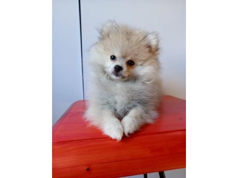 Uyguna pomeranian yavrular kaçmaz