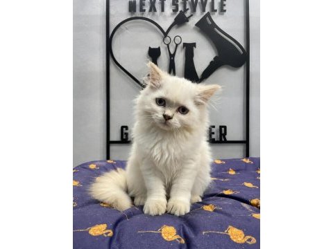 A kalite de blue point british longhair