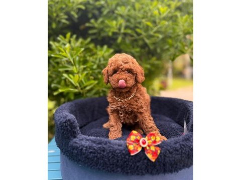 Red brown muhteşem güzellikte toy poodle yavrular