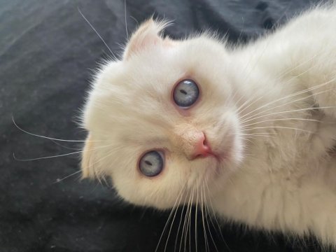 Scottish fold 3 aylık tüm aşıları tamdır