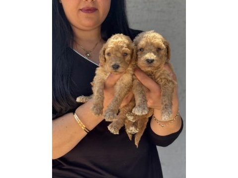 Sağlık ve ırk garantili toy poodle yavrularım