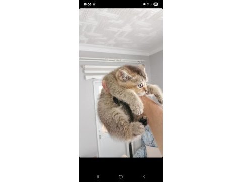 British shorthair yavrular