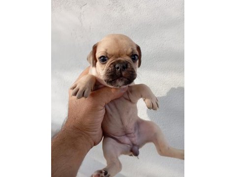 Meraklısına french bulldog