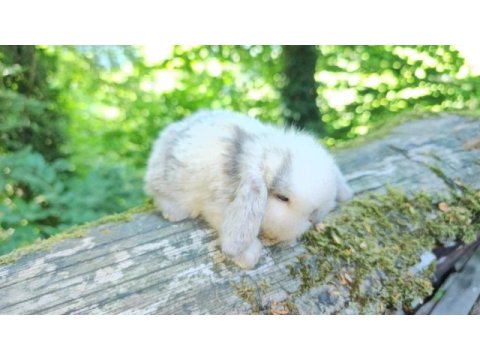 Mini lop ve cüce tavşan bebeklerimiz