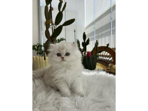 Safkan kaliteli golden yavrular (british ve scottish fold)