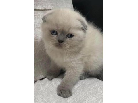 Scottish fold yavrularımız