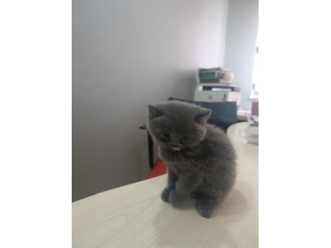 Blue british shorthair bal bebekler