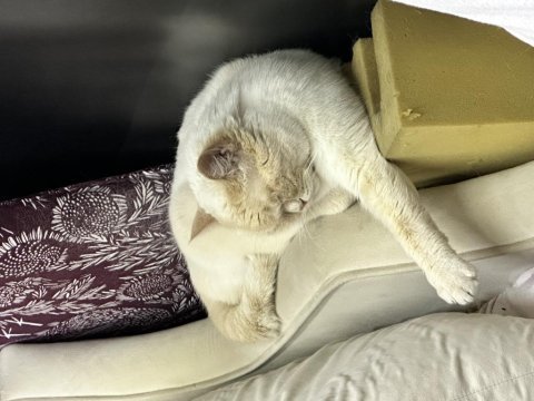 Beyaz gözlü erkek british shorthair