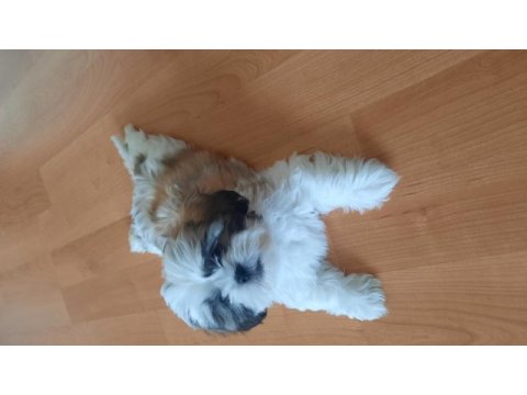 Yakışıklı shih tzu oğlum