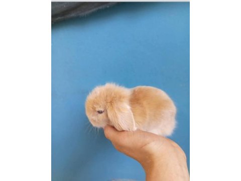 Hollanda teddy lop tavşan yavruları