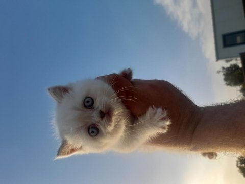 Bluepoint british shorthair yavru kediler