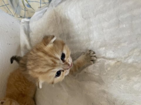 Sahiplendirilecek british shorthair