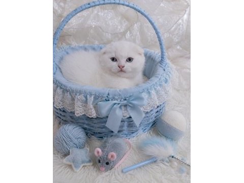 Scottish fold ve british prensler