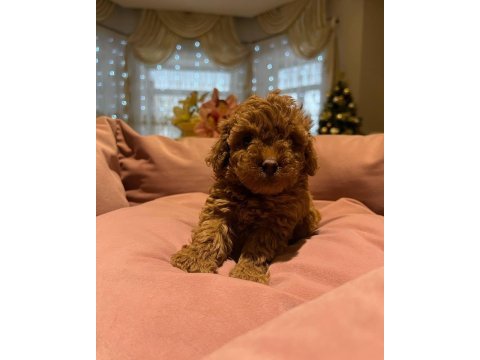 Toy poodle bebeklerimiz