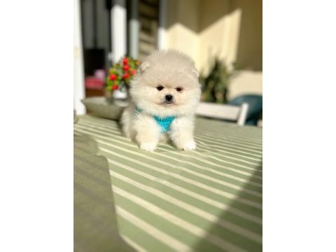 2 erkek ayıcıklar pomeranian boo
