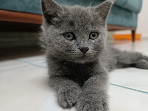 British longhair gayet sağlıklı
