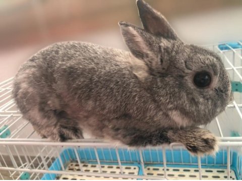 Hollanda cüce erkek damızlık chinchilla renk tavşan