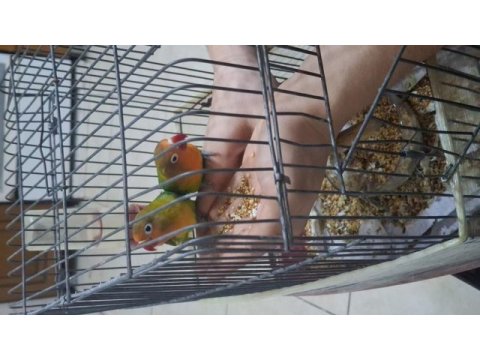 Ele alışkın yavru cennet papağanı