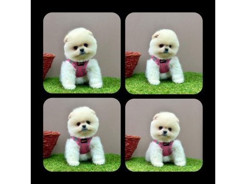 Erkek dişi pomeranian yavrular