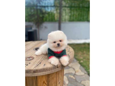 Show class orjinal ayı surat pomeranian boo yavrularım